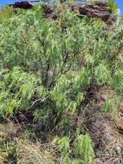 Schinus areira (Schinus areira)