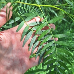 Schinus areira (Schinus areira)