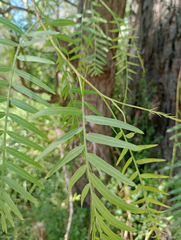 Schinus areira (Schinus areira)