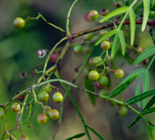 Schinus areira (Schinus areira)