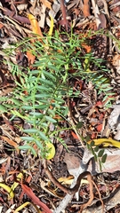 Schinus areira (Schinus areira)