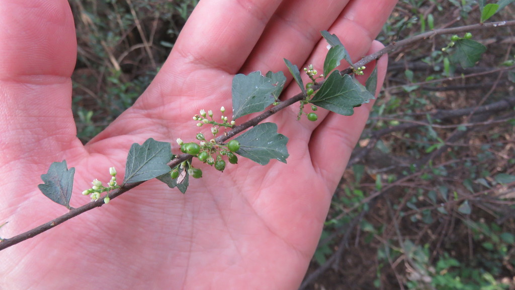 Schinus engleri (Schinus engleri)