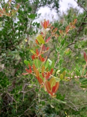 Schinus engleri (Schinus engleri)