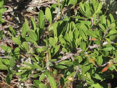 Schinus engleri (Schinus engleri)