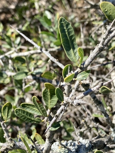 Schinus engleri (Schinus engleri)