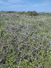 Schinus engleri (Schinus engleri)