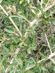 Schinus engleri (Schinus engleri)