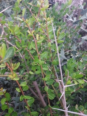 Schinus engleri (Schinus engleri)