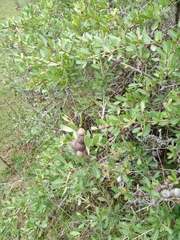 Schinus engleri (Schinus engleri)