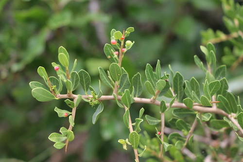 Schinus engleri (Schinus engleri)