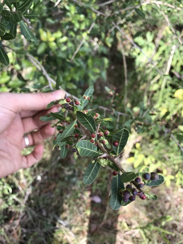 Schinus engleri (Schinus engleri)