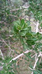 Schinus engleri (Schinus engleri)