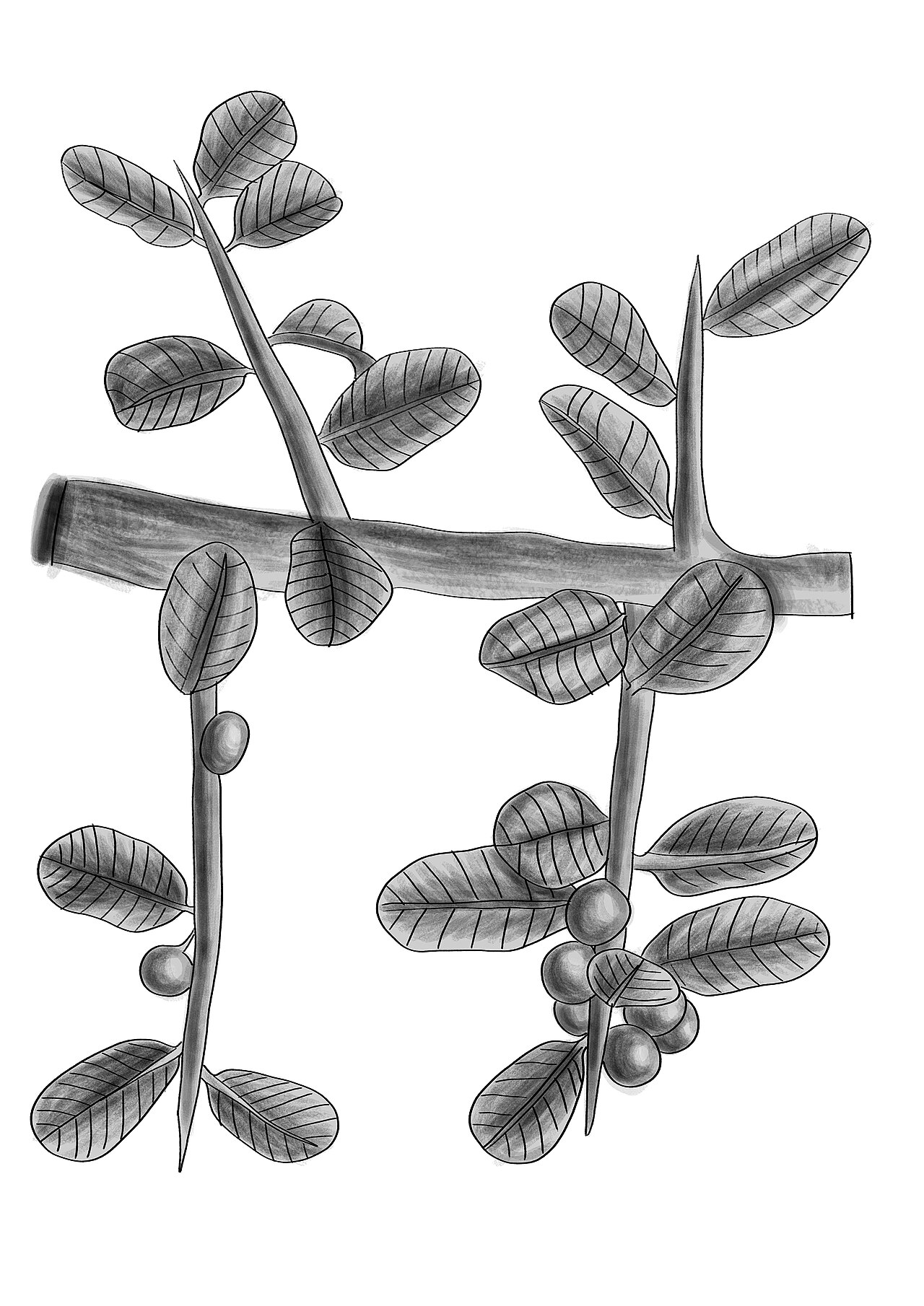 Schinus engleri: Schinus engleri BYN