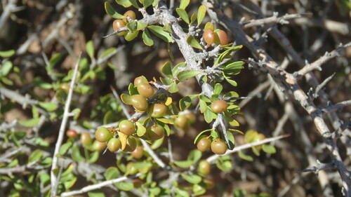 Schinus johnstonii (Schinus johnstonii)