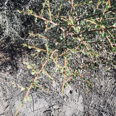 Schinus johnstonii (Schinus johnstonii)