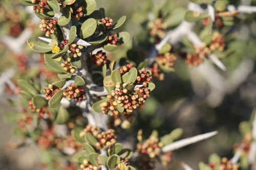 Schinus johnstonii (Schinus johnstonii)