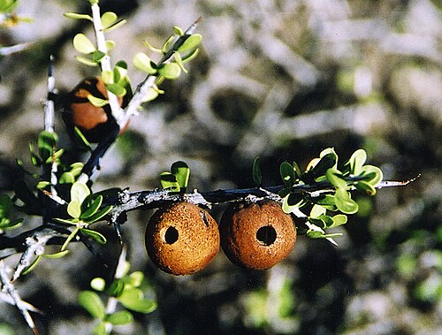 Schinus johnstonii: Galls on a Molle Tree in southern Argentina. The 'wasps' have exited, making holes. In context at www.dixpix.ca/sth_cordillera/flora/sap_zyg/index.html