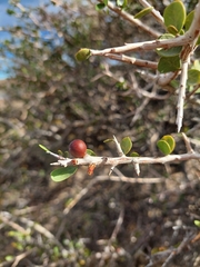 Schinus johnstonii (Schinus johnstonii)