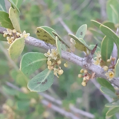 Schinus johnstonii (Schinus johnstonii)