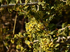 Schinus johnstonii (Schinus johnstonii)