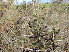 Schinus johnstonii (Schinus johnstonii)