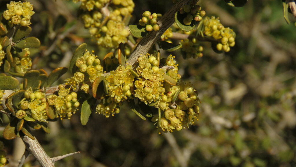 Schinus johnstonii (Schinus johnstonii)