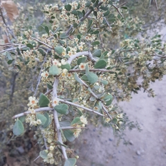 Schinus johnstonii (Schinus johnstonii)