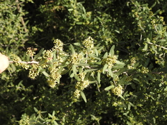Longleaf peppertree (Schinus longifolia)