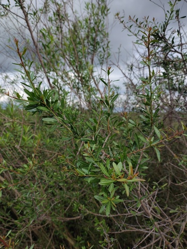 Longleaf peppertree (Schinus longifolia)