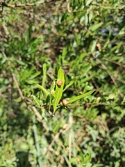 Longleaf peppertree (Schinus longifolia)