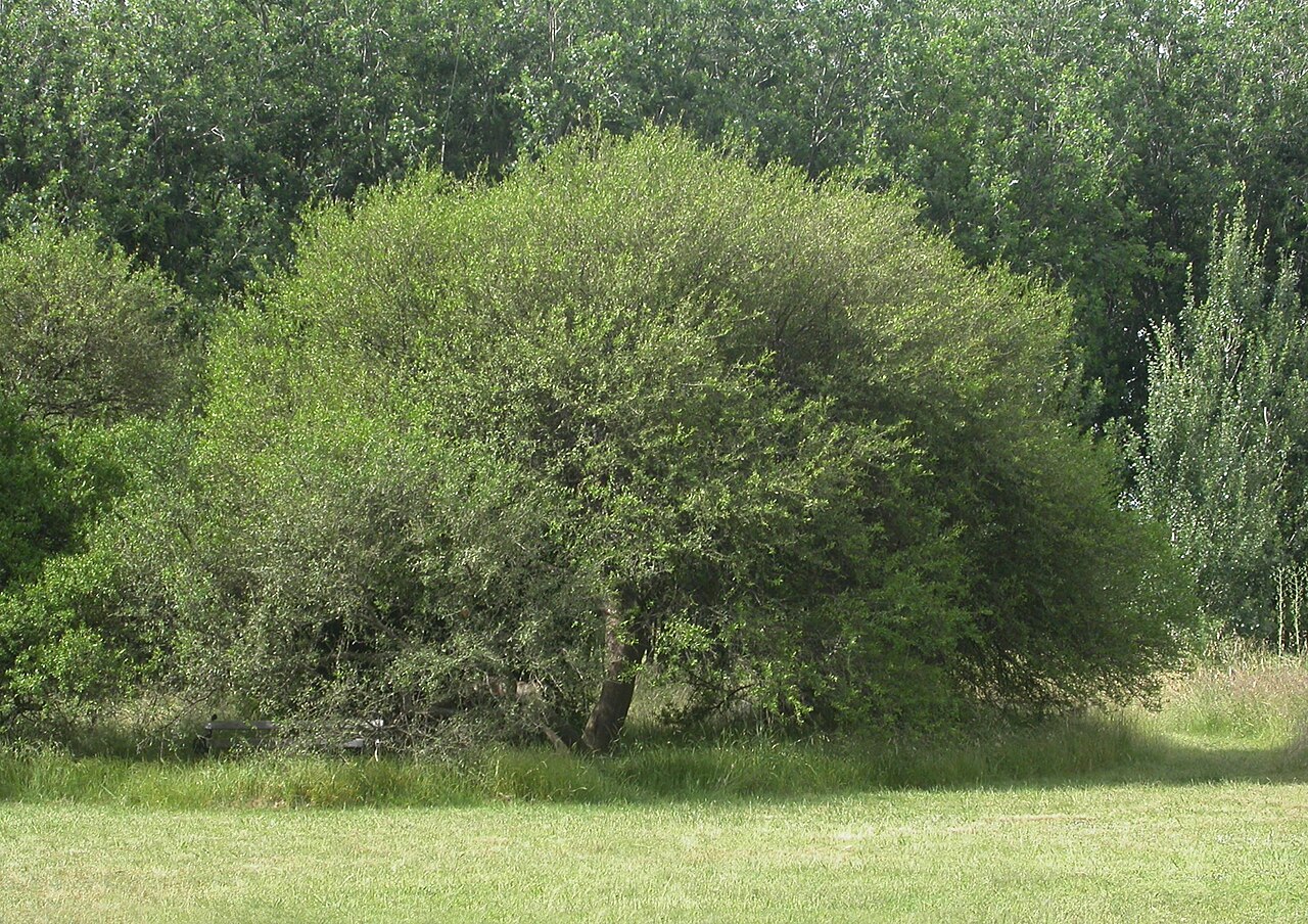 Longleaf peppertree: Schinus longifolius (a species of pepper tree) growing in front of some some poplars at Parque Ecológico Municipal, La Plata, Buenos Aires province, Argentina.