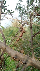 Longleaf peppertree (Schinus longifolia)