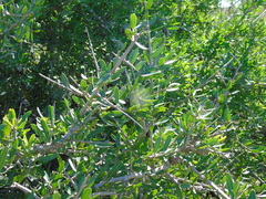 Longleaf peppertree (Schinus longifolia)
