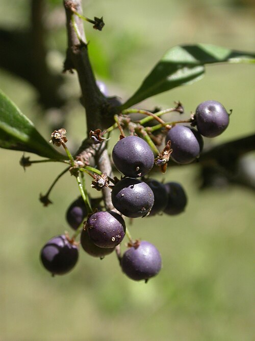 Longleaf peppertree: Schinus longifolius (fruits). From a tree at Parque Ecológico Municipal, La Plata, Buenos Aires province, Argentina.