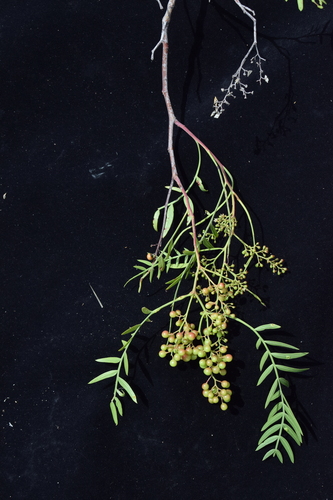 Peruvian peppertree (Schinus molle)