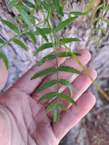 Peruvian peppertree (Schinus molle)