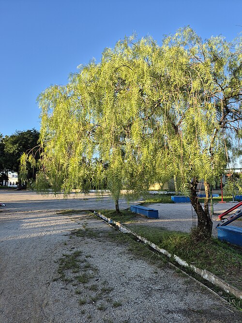 Peruvian peppertree: Aroeira-salsa (Schinus molle) na praça das carretas, Bagé, RS, Brasil. Nativa do Brasil, apresenta nomes tupis, embora pouco comuns, como corneíba e anacauíta.