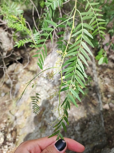 Peruvian peppertree (Schinus molle)