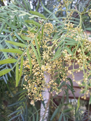 Peruvian peppertree