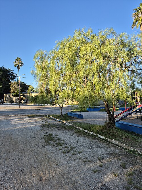 Peruvian peppertree: Aroeira-salsa (Schinus molle) na praça das carretas, Bagé, RS, Brasil. Nativa do Brasil, apresenta nomes tupis, embora pouco comuns, como corneíba e anacauíta.