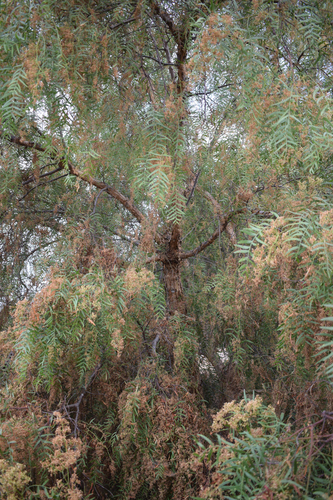 Peruvian peppertree (Schinus molle)