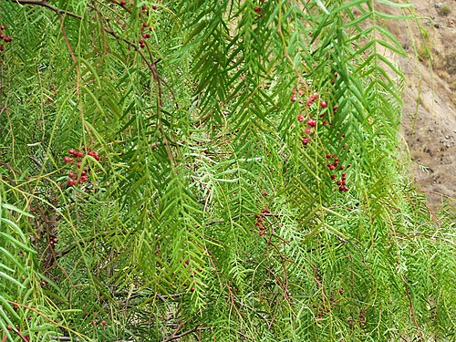 Peruvian peppertree: Schinus molle leaves, Colca Canyon, Arequipa, Peru