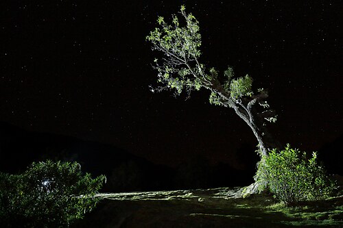Peruvian peppertree: Hermoso árbol de molle (schinus molle) al anochecer, iluminado con luz artificial.