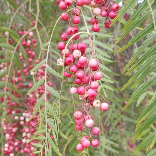 Peruvian peppertree (Schinus molle)