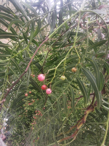 Peruvian peppertree (Schinus molle)