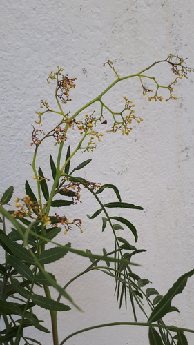 Peruvian peppertree (Schinus molle)