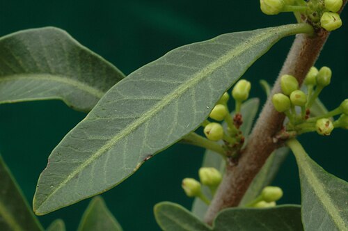 Molle (Schinus polygama)