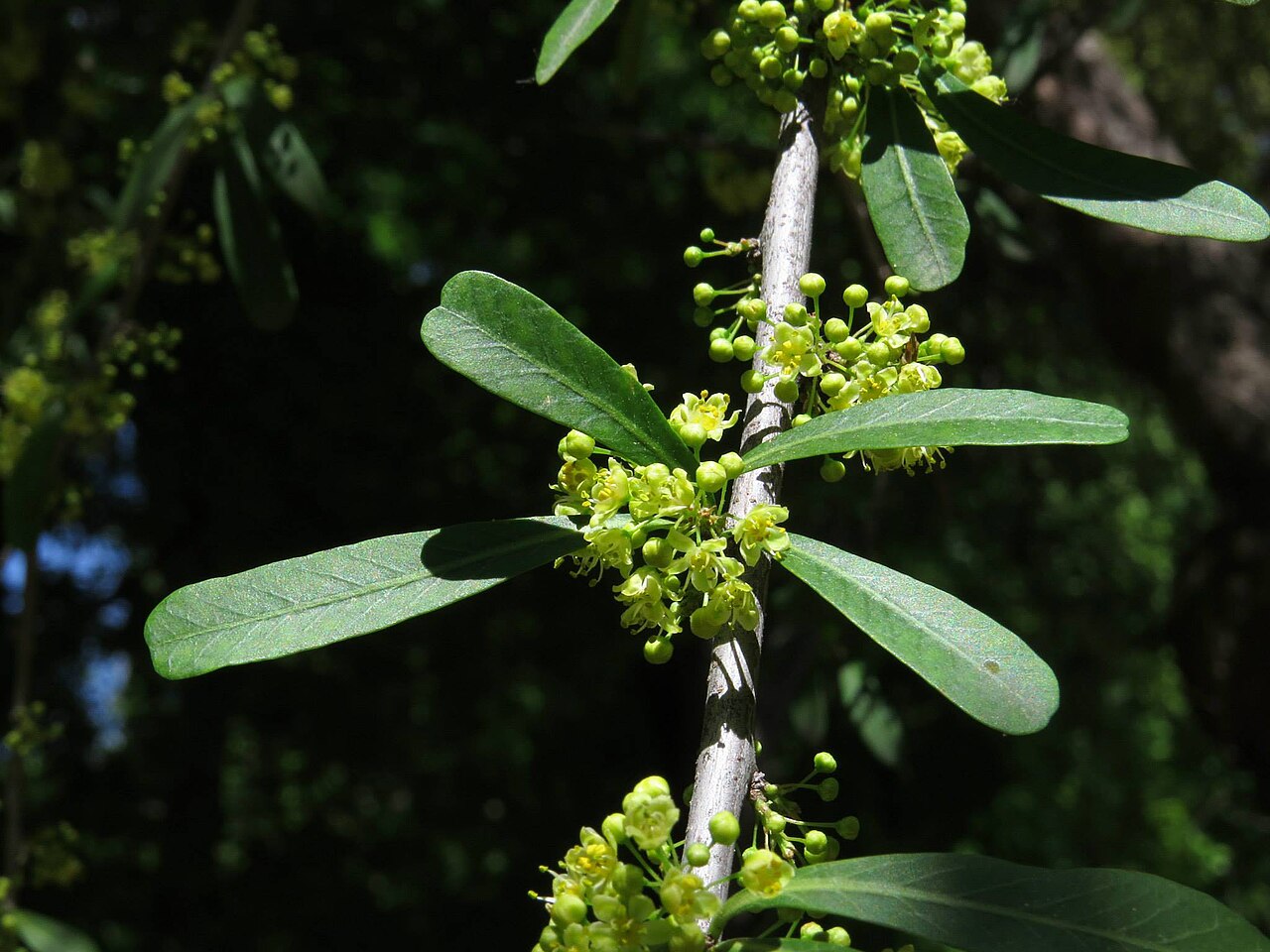 Molle: Rama florida de Schinus polygamus (Anacardiaceae). Real Jardín Botánico de Madrid.