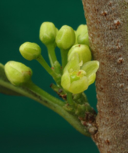 Molle (Schinus polygama)