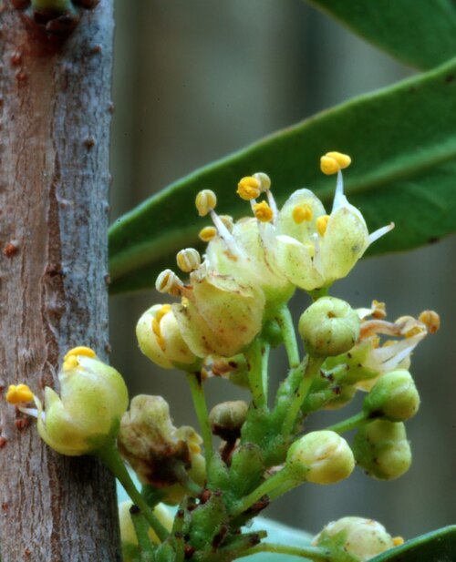 Molle (Schinus polygama)